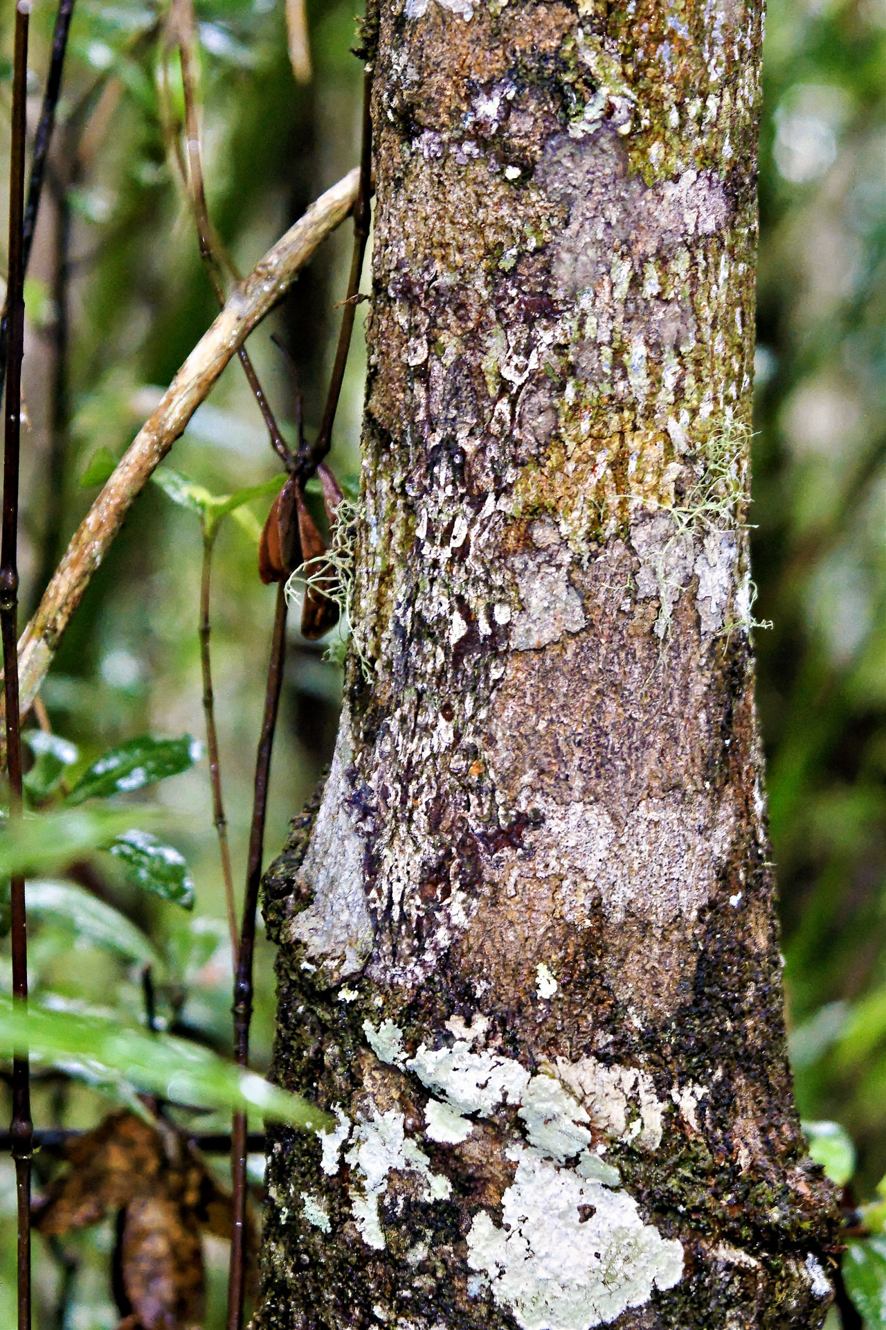 Blattschwanzgecko - kaum zu erkennen